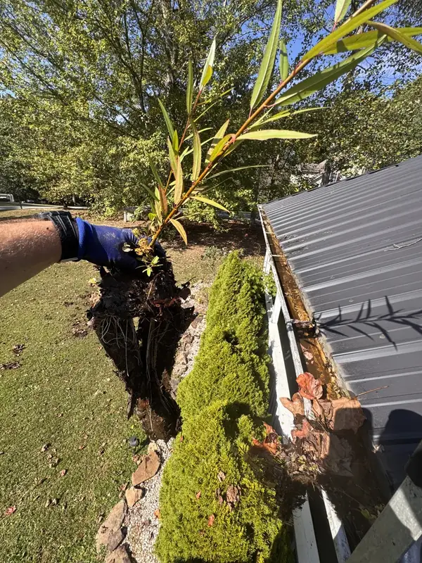 Gloved hand pulling leaves, muck, and a plant out of a clogged gutter